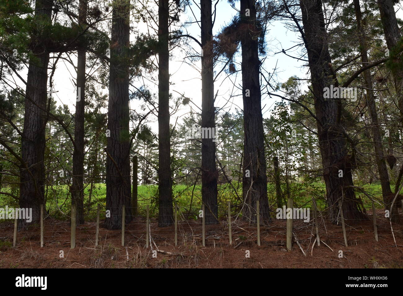 Tall pines standing in row behind livestock wire fence with fresh green pasture behind them. Stock Photo