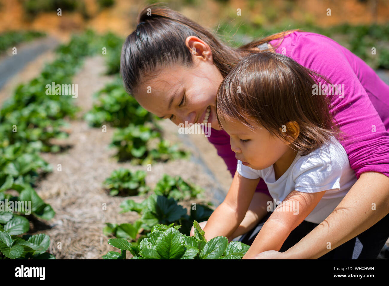 Organic and self sustainability, Planting in a farm Stock Photo