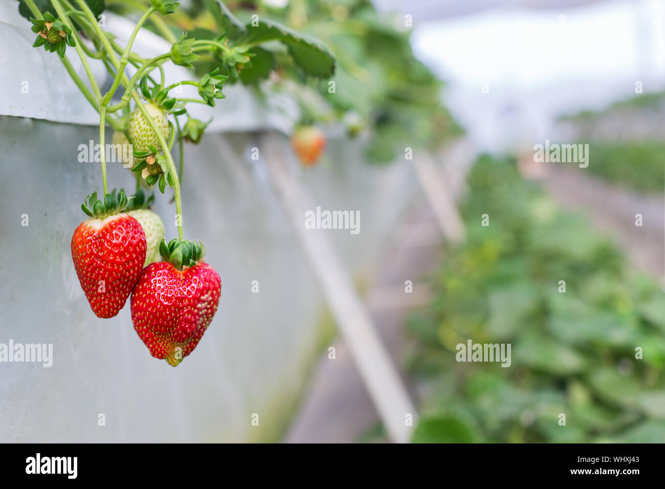 Rows of strawberry hanging plants inside a greenhouse. Farming