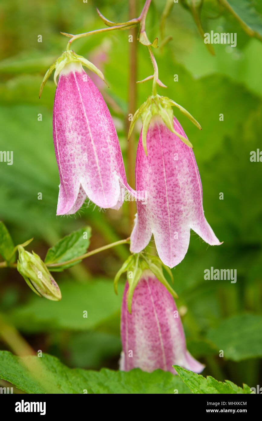 Campanula punctata hi-res stock photography and images - Alamy