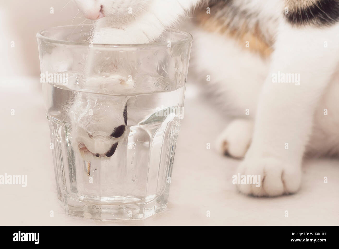 Cat Putting Paw In Glass Of Water Stock Photo Alamy