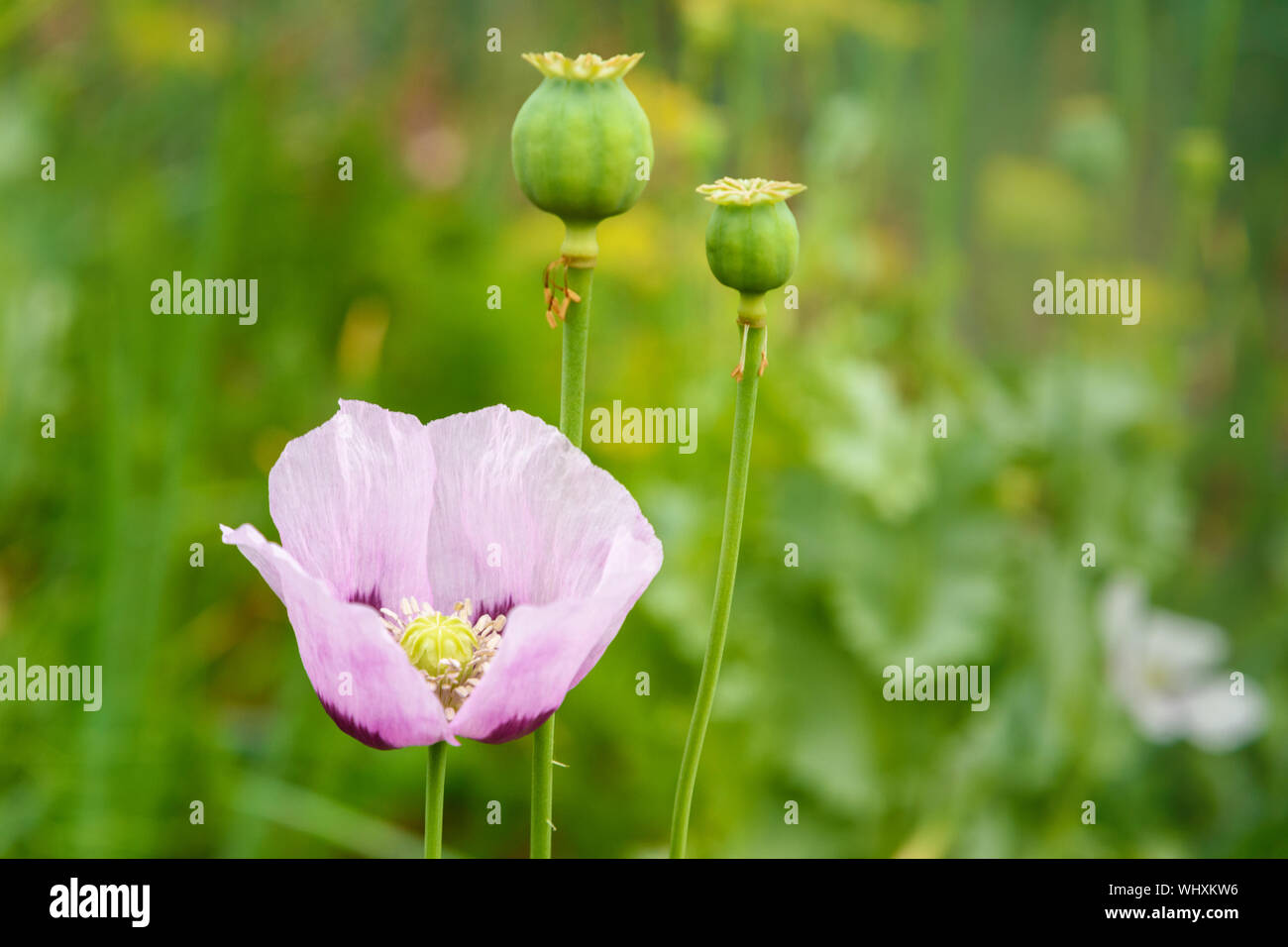 Papaver somniferum flower or opium poppy Stock Photo - Alamy
