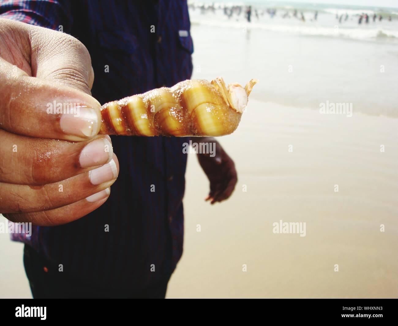 Midsection Of Man Holding Shell On Beach Stock Photo