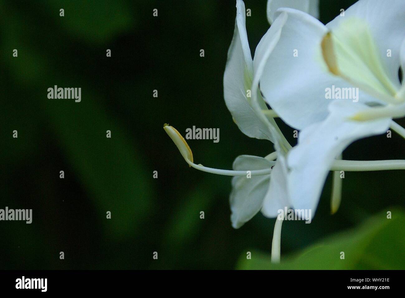 Close-up Of White Day Lily Flowers Stock Photo