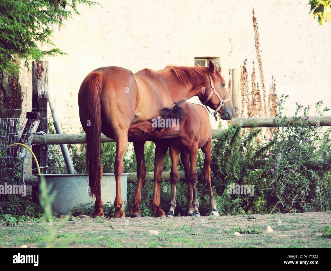 Horse Nursing Its Foal On Farm Stock Photo Alamy
