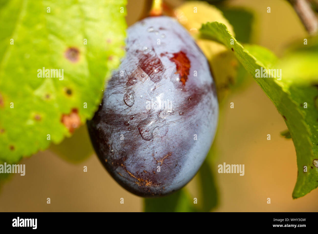 Prunes, green leaves, summer in the garden Stock Photo