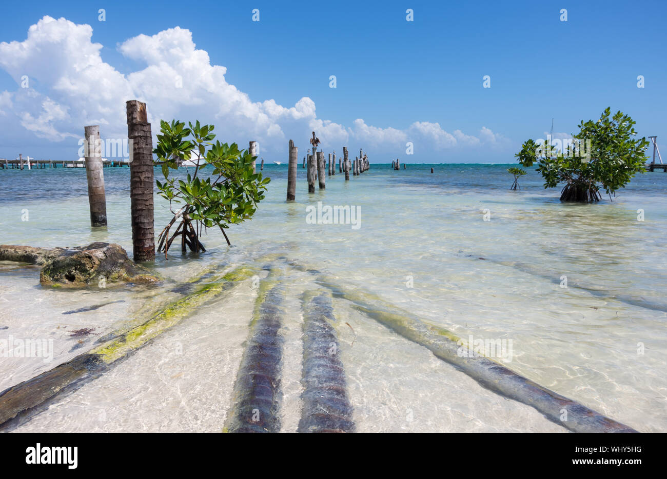 Caribbean shore of Caye Caulker island with abandoned old pier, pelicans and small mangrove trees. Belize, Central America. Stock Photo