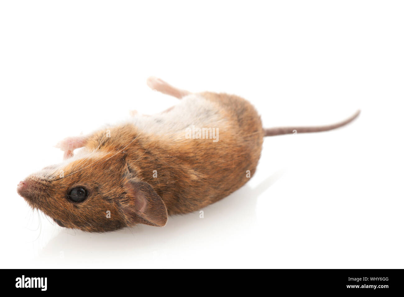 Picture of Dead rodent Cut Out Stock Images & Pictures - Alamy