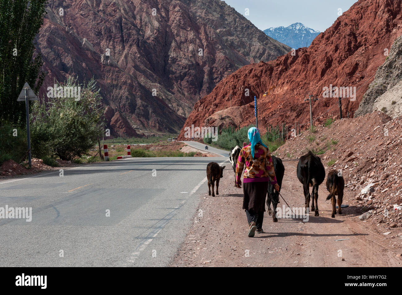 Xinjiang, China - August 15, 2012: A woman leading cows along the Karakoram Highway with the mountains on the background , Xinjiang, China Stock Photo