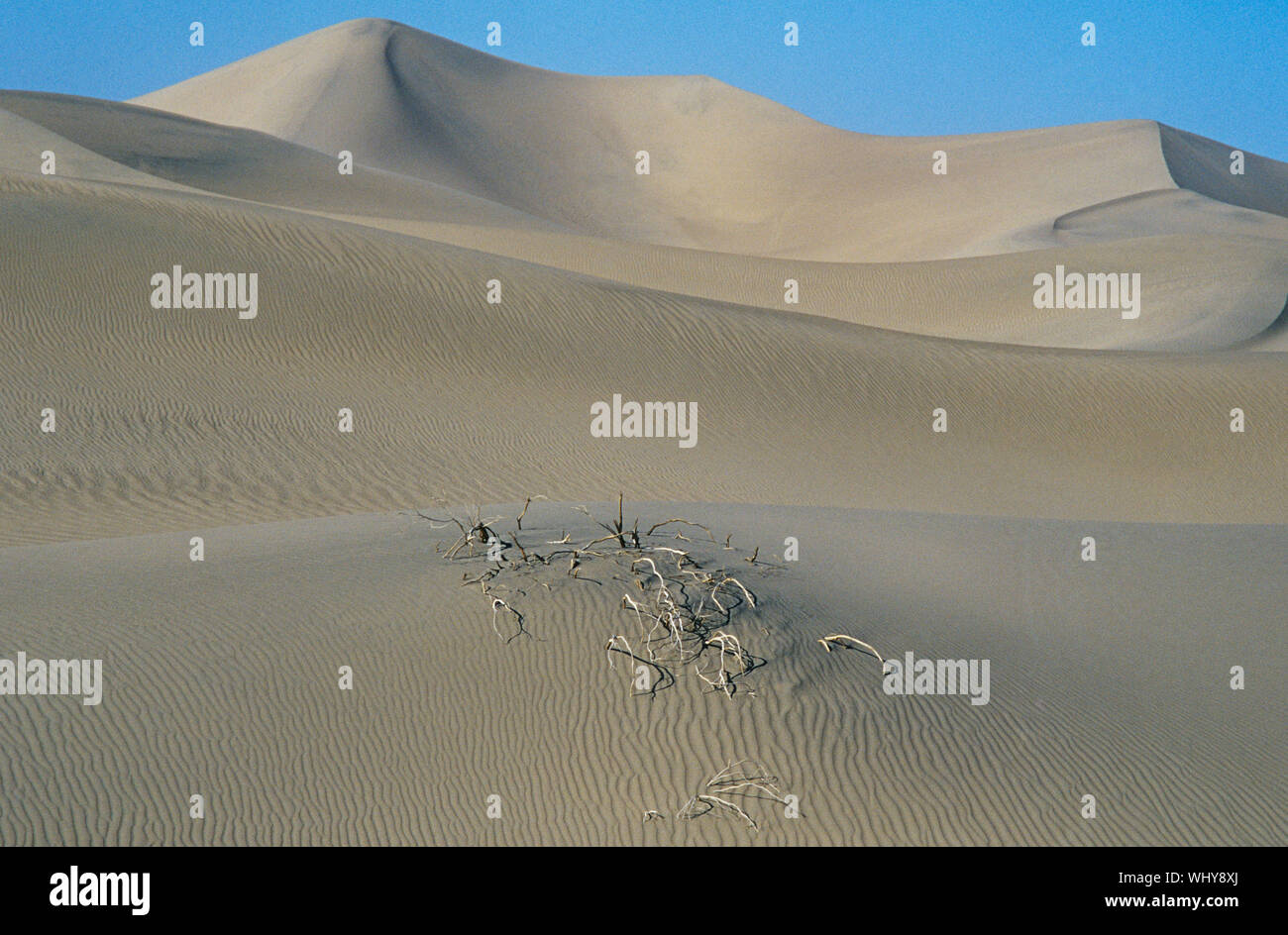 Roots in sand dune Stock Photo - Alamy