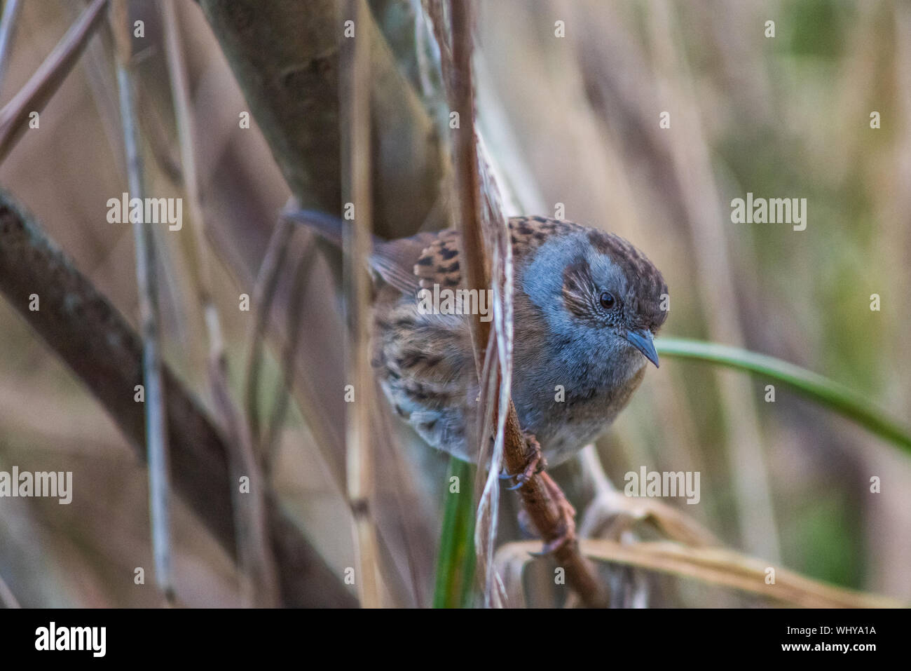 Close up of Dunnock amongst branches, eye and feather detail. Stock Photo