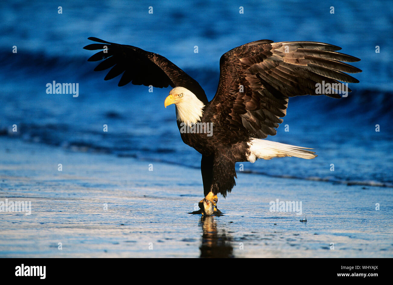 Bald Eagle catching fish in river Stock Photo Alamy