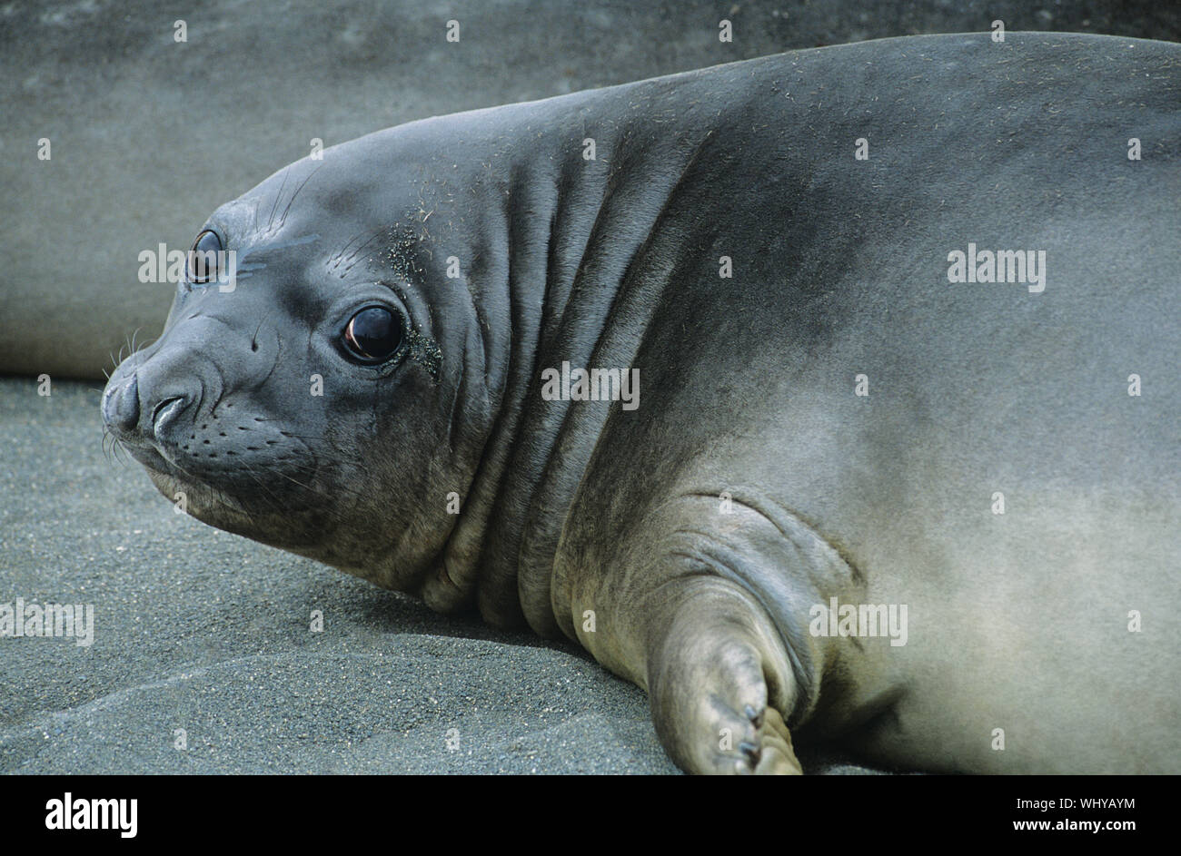 Seal lying on beach Stock Photo - Alamy