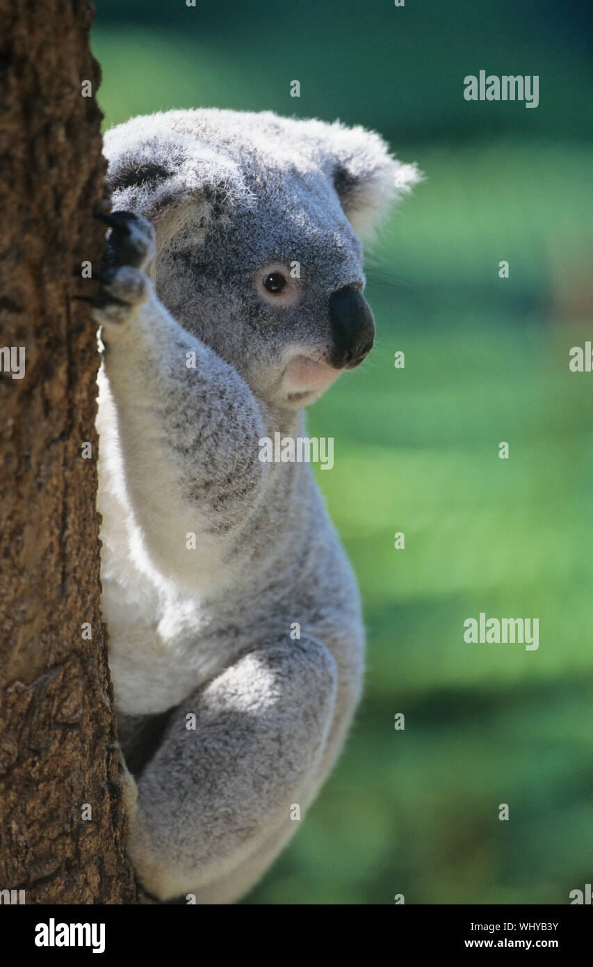 Koala hanging in tree hi-res stock photography and images - Alamy