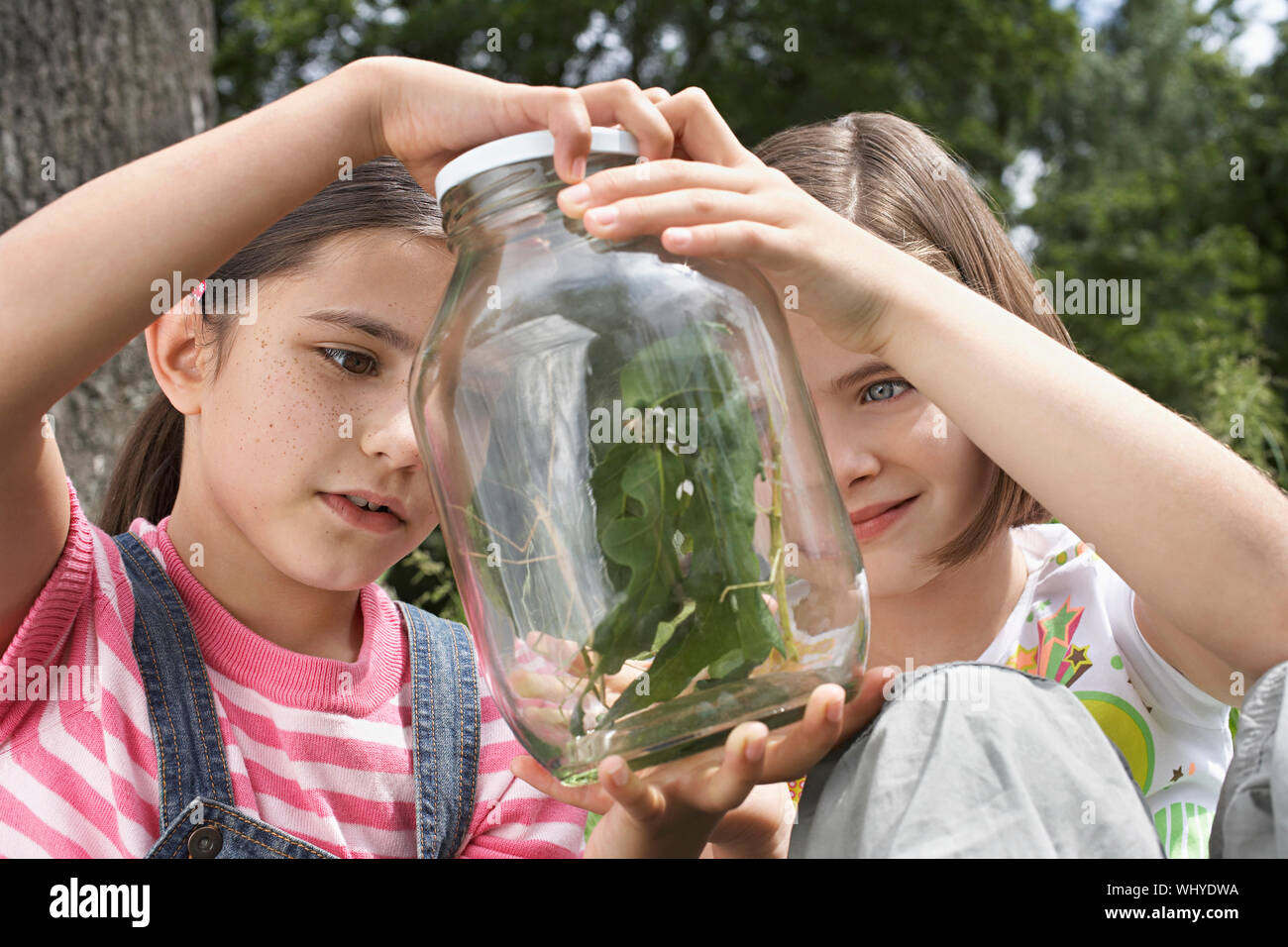 Two girls examining stick insects in jar outdoors Stock Photo Alamy