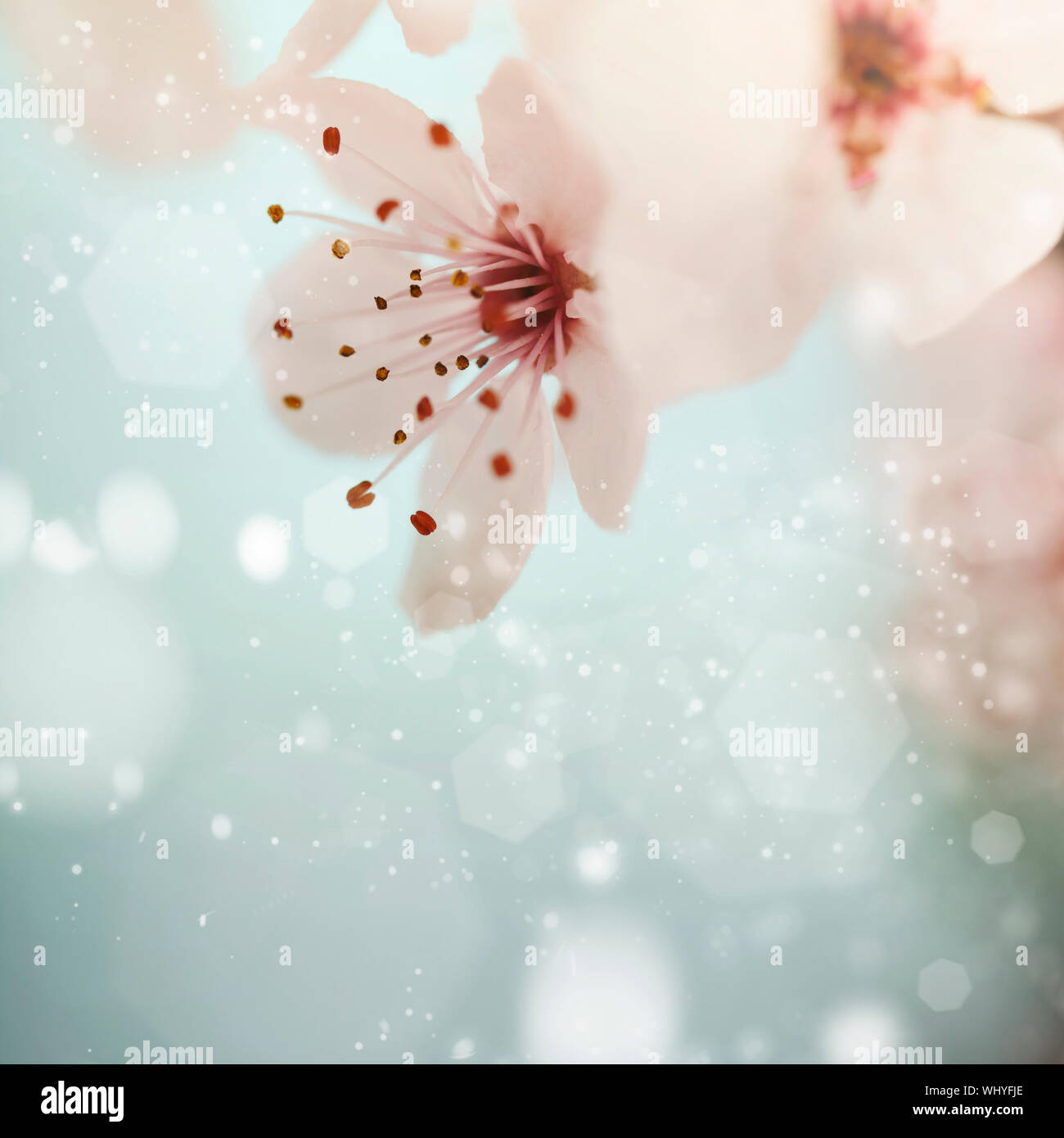Pink cherry blossom sakura against blue sky Stock Photo - Alamy