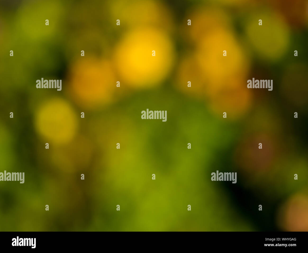 Bokeh greenery hi-res stock photography and images - Alamy