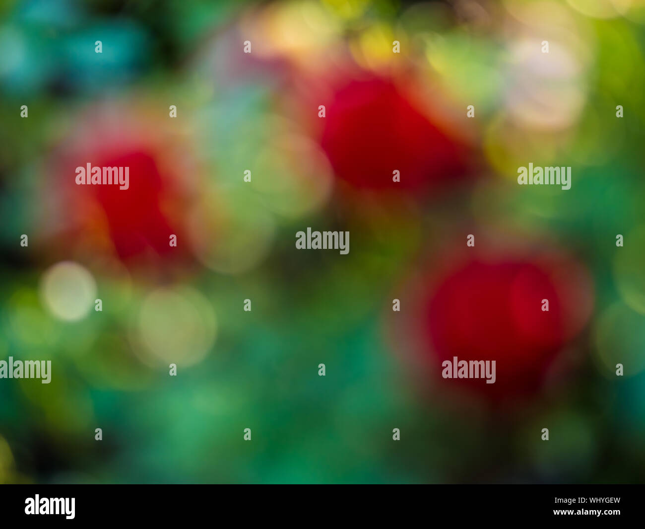 Bokeh greenery hi-res stock photography and images - Alamy