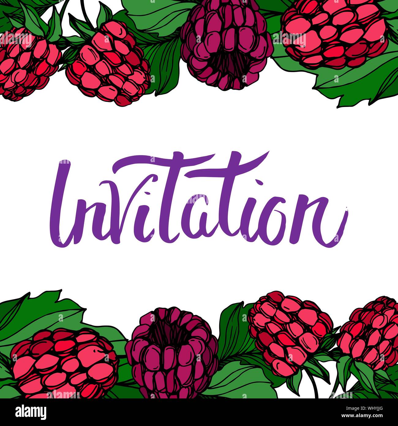 Vector Raspberry healthy food fresh berry isolated. Black and white ...