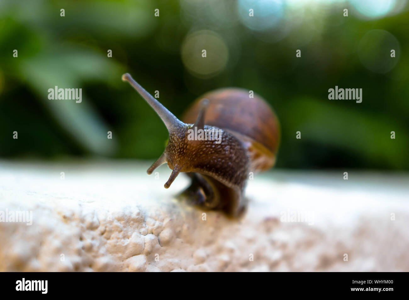 Surface Level Of Mollusk Stock Photo