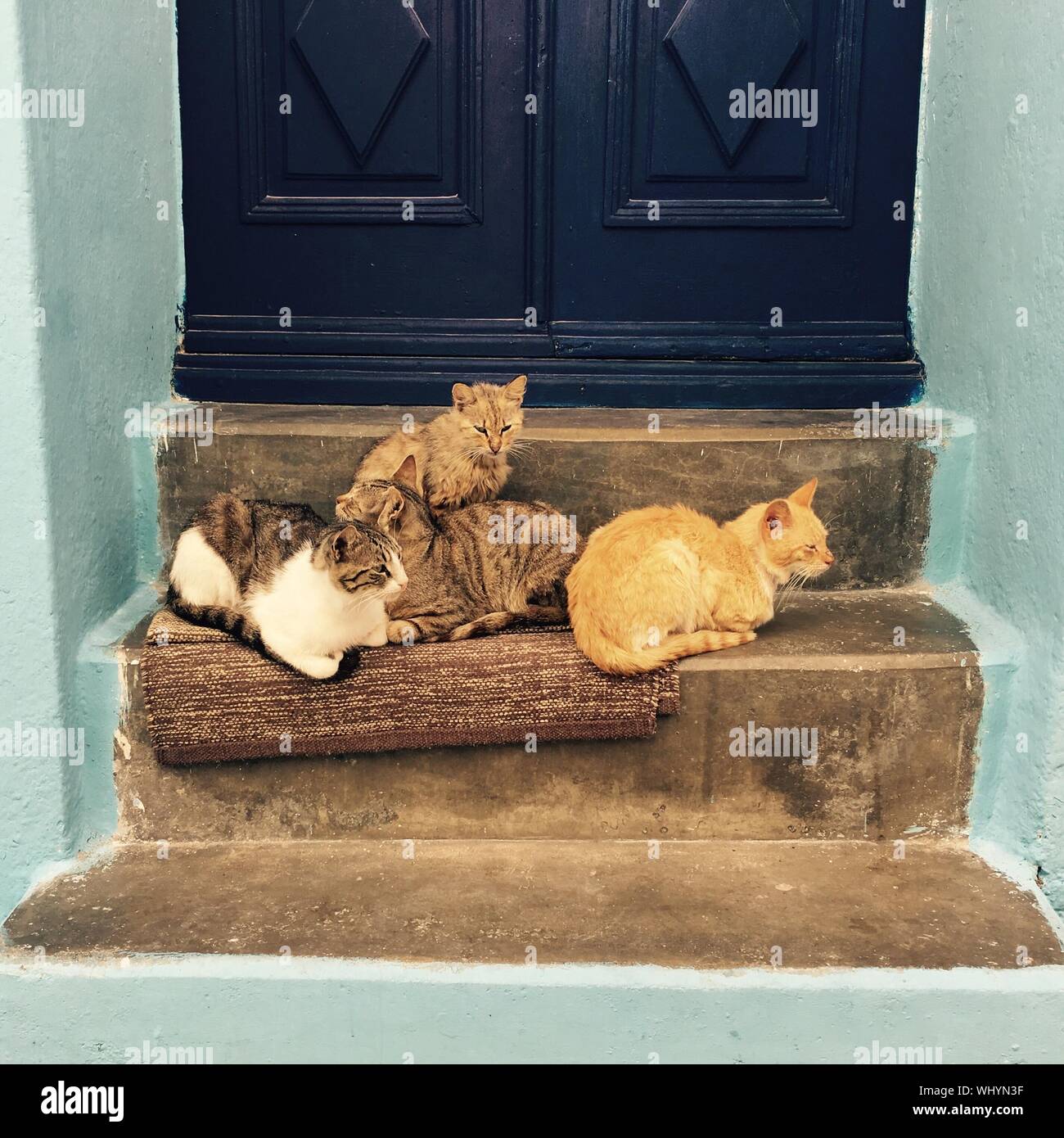 Cats On Staircase Stock Photo Alamy