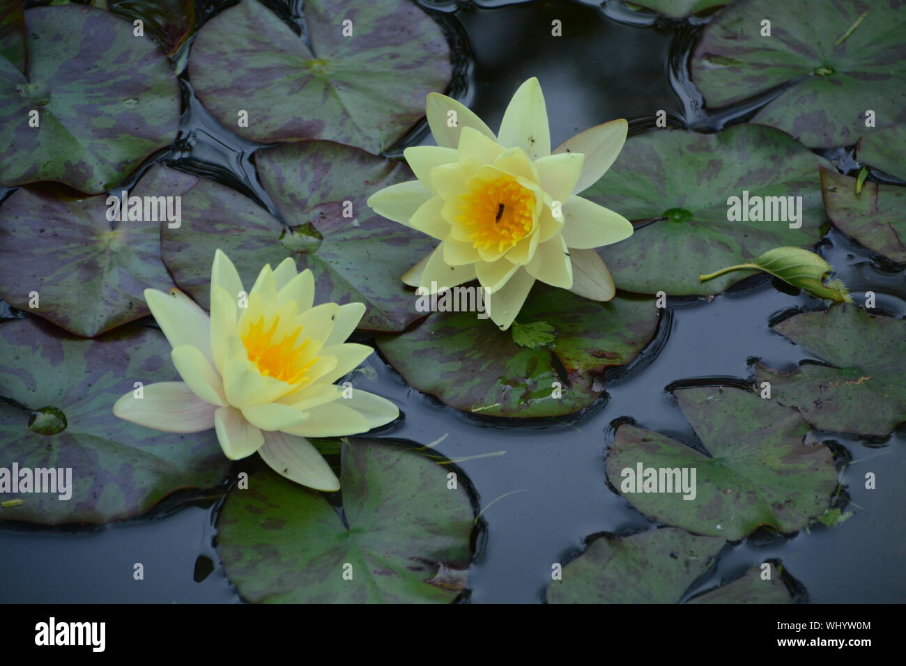 Yellow Water Lotus High Resolution Stock Photography and Images - Alamy