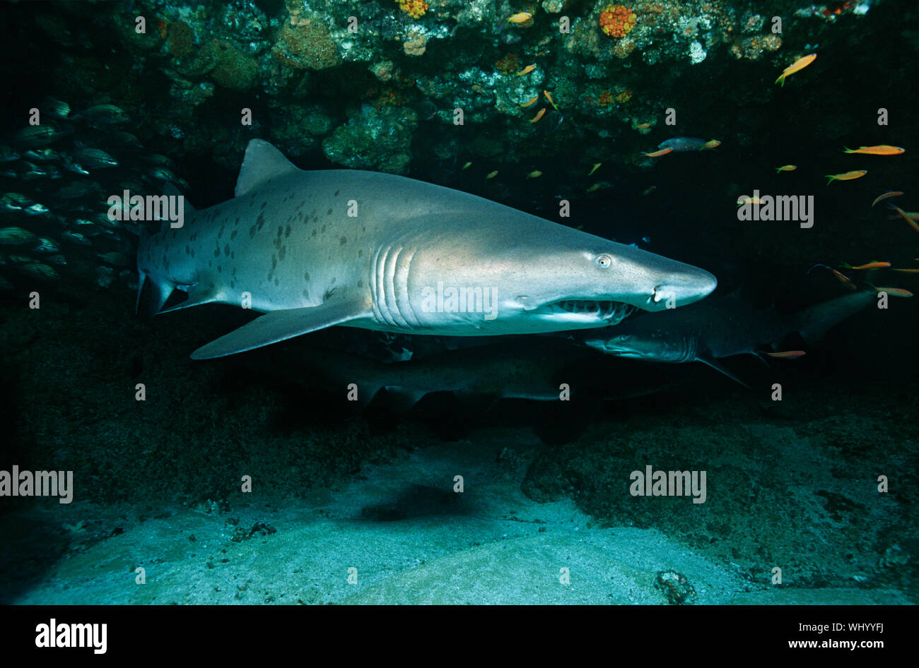 Aliwal Shoal, Indian Ocean, South Africa, Sand tiger shark (Carcharias taurus) in cave Stock Photo