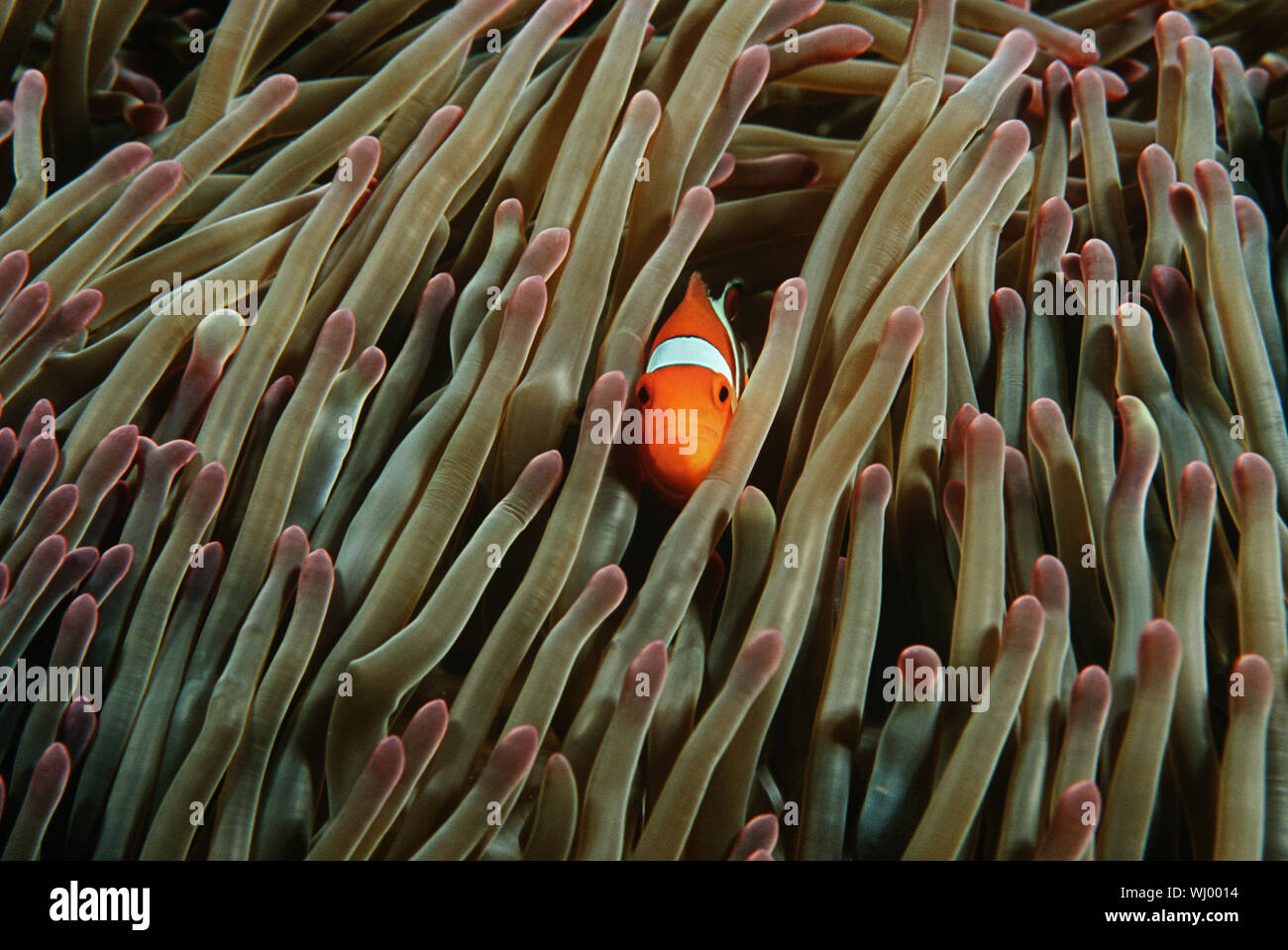 Raja Ampat, Indonesia, Pacific Ocean, false clown anemonefish (Amphiprion ocellaris) hiding in magnificent sea anemone (Heteractis magnifica) Stock Photo