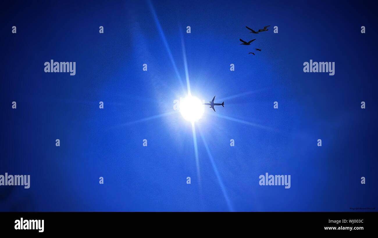 Flying birds bright blue sky hi-res stock photography and images - Alamy