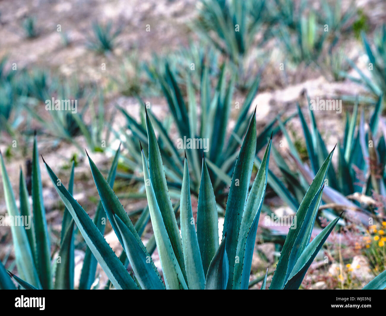 Cactuses Growing On Field Stock Photo
