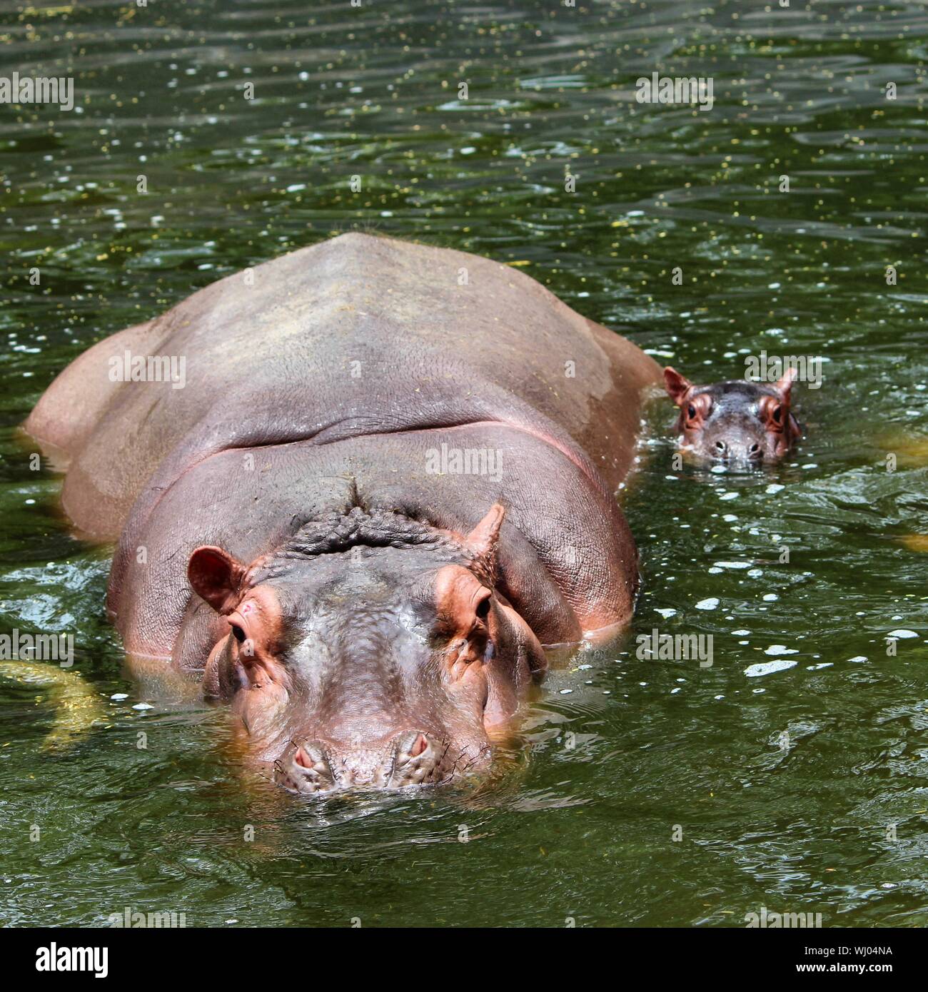 Close-up Of Hippos Swimming In Lake Stock Photo