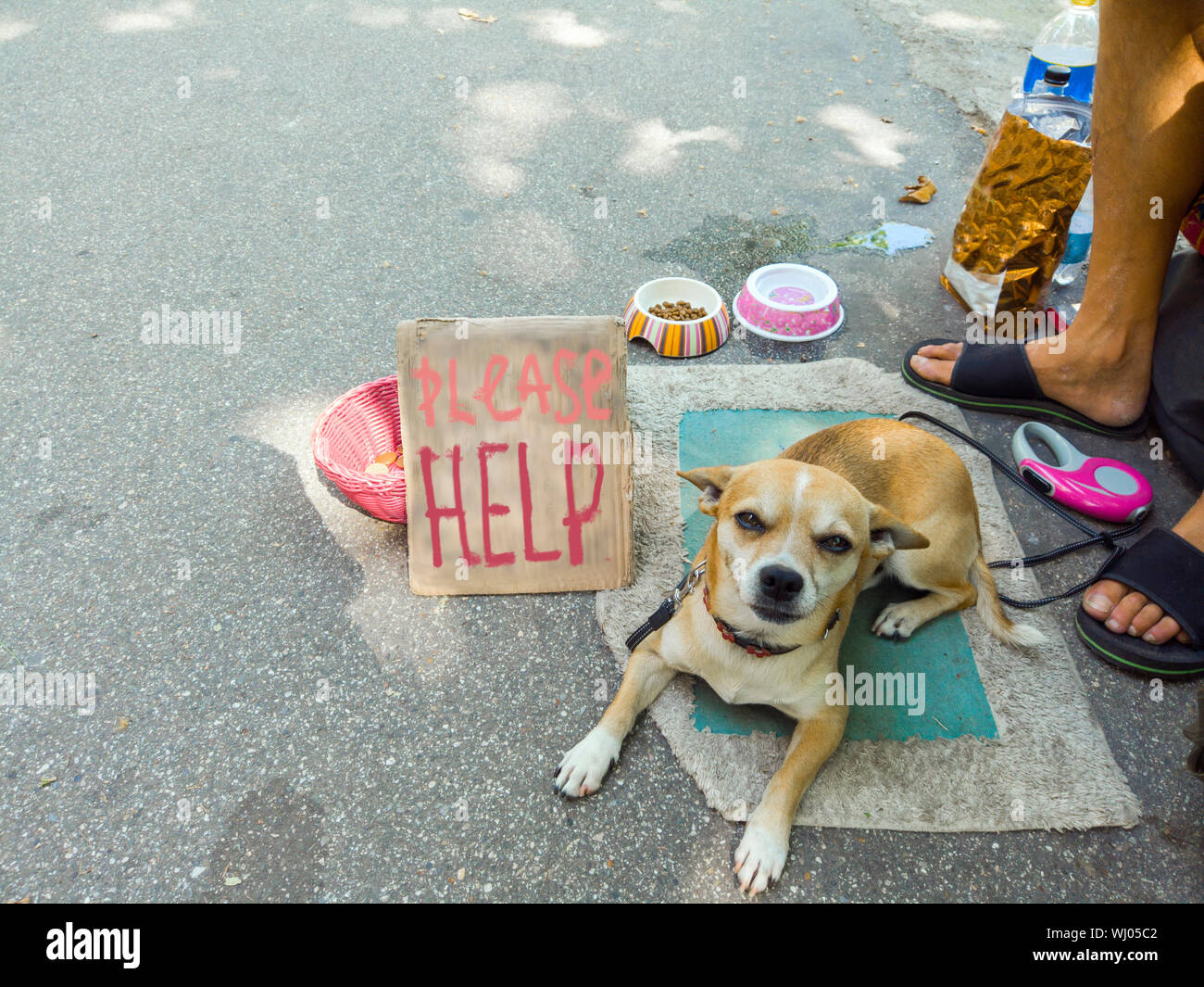 A homeless man and his small dog asking for help, street scene Stock Photo