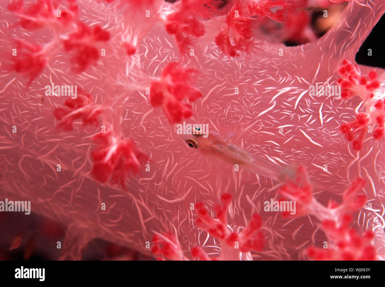 Goby fish swimming along spiral coral Stock Photo
