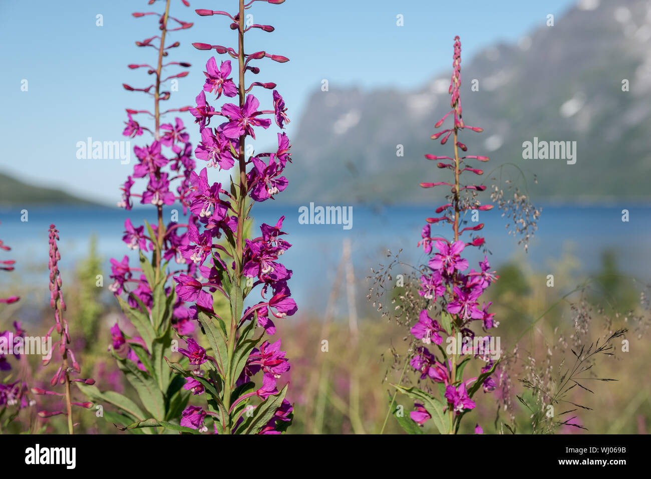 Blooming purple Epilobium angustifolium Willowherb with Ersfjord mountain landscape in background on a sunny day, Tromsö, Norway Stock Photo