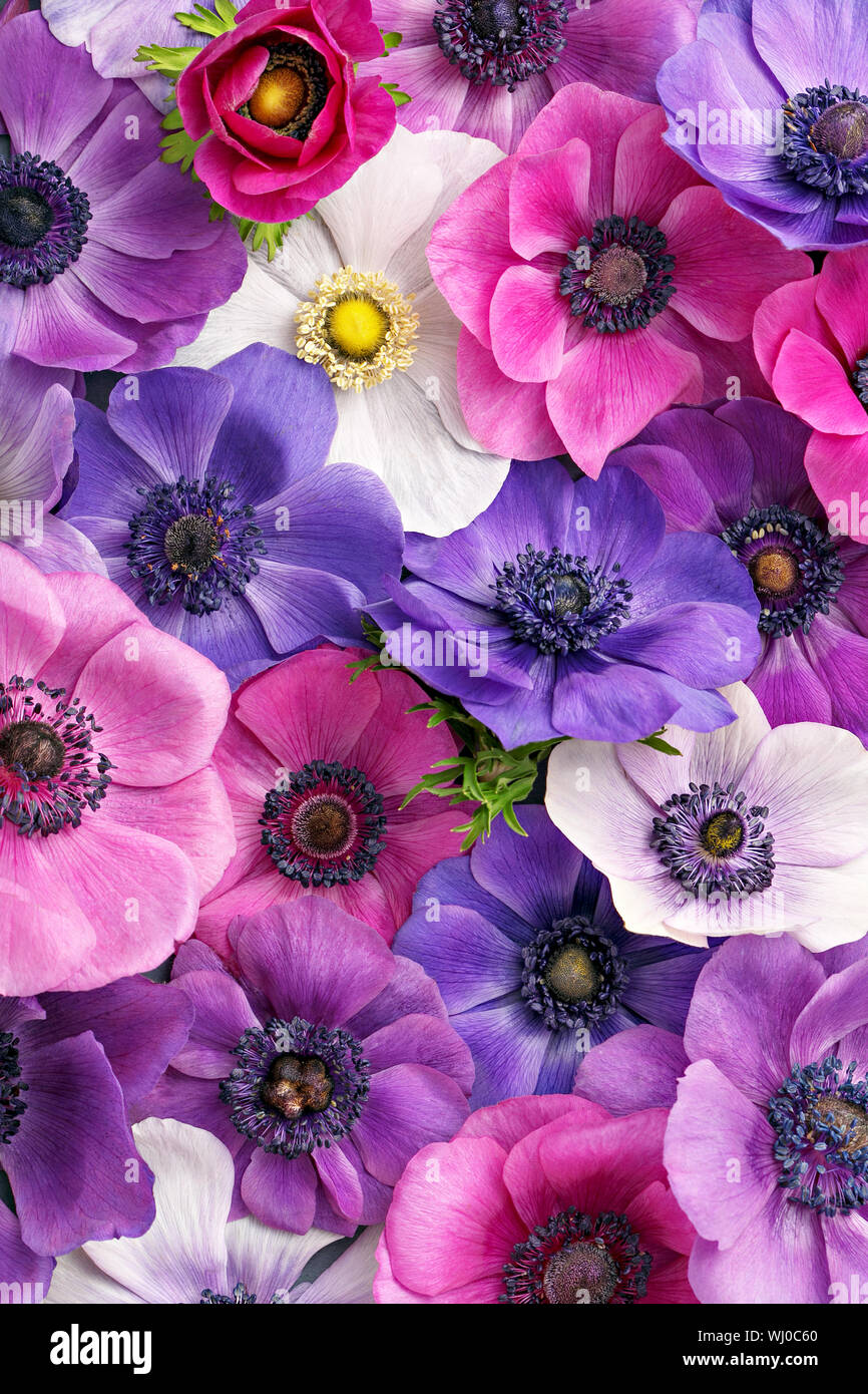 Purple And Pink Anemone Flowers Hi Res Stock Photography And Images Alamy