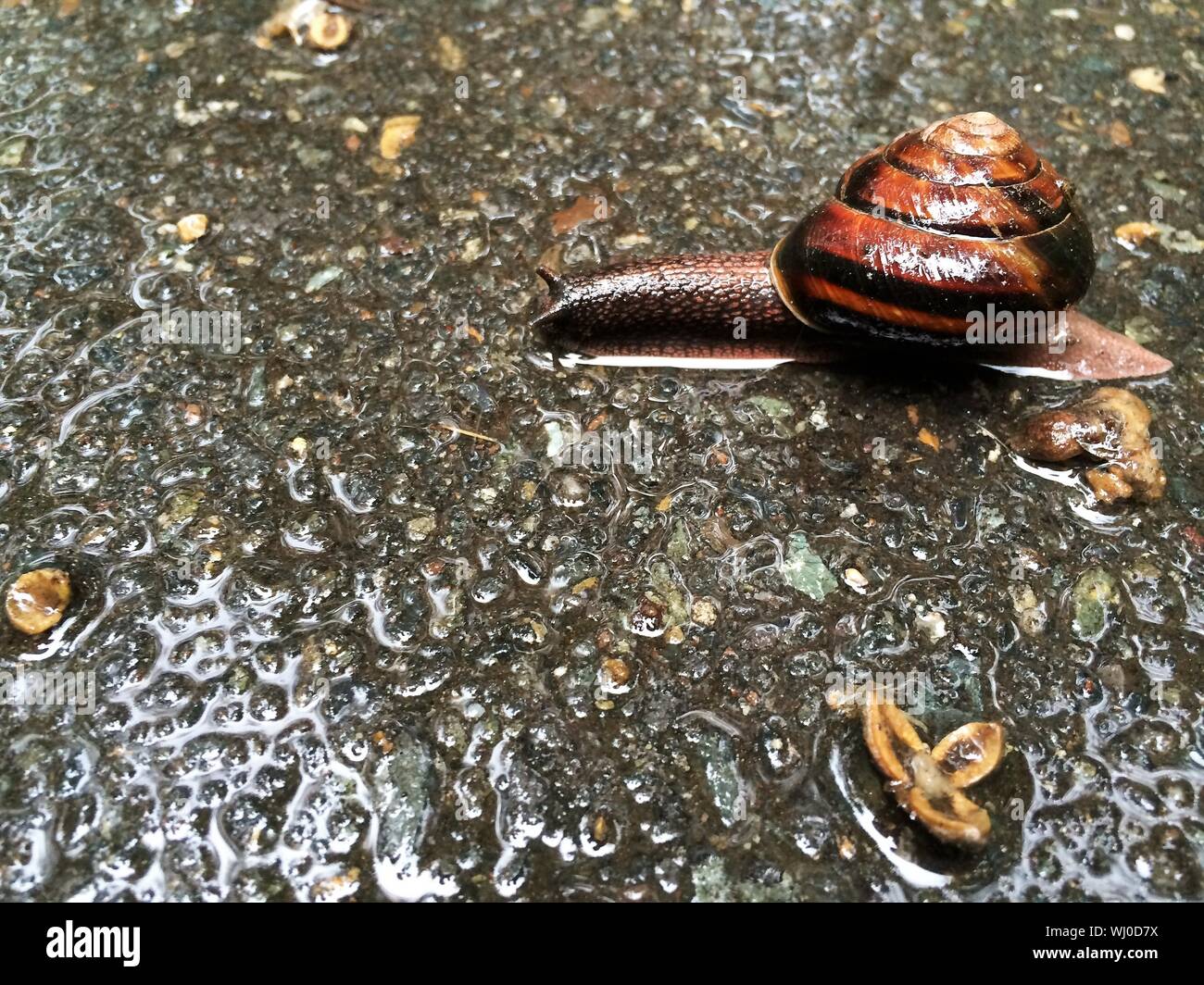Snail Raining Rainy snail hi-res stock photography and images - Alamy
