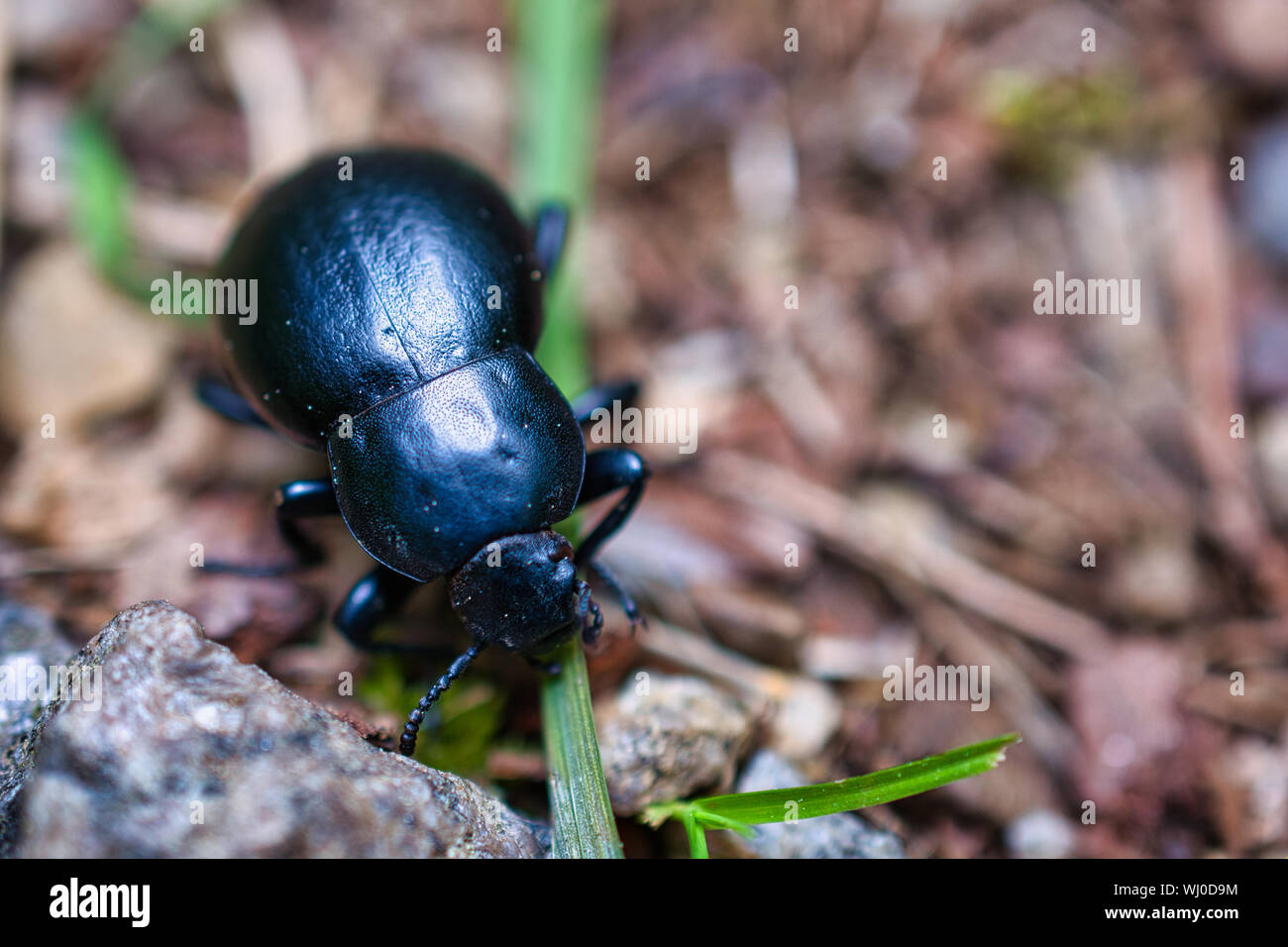 May beetle eating a grass, close-up bug photo Stock Photo