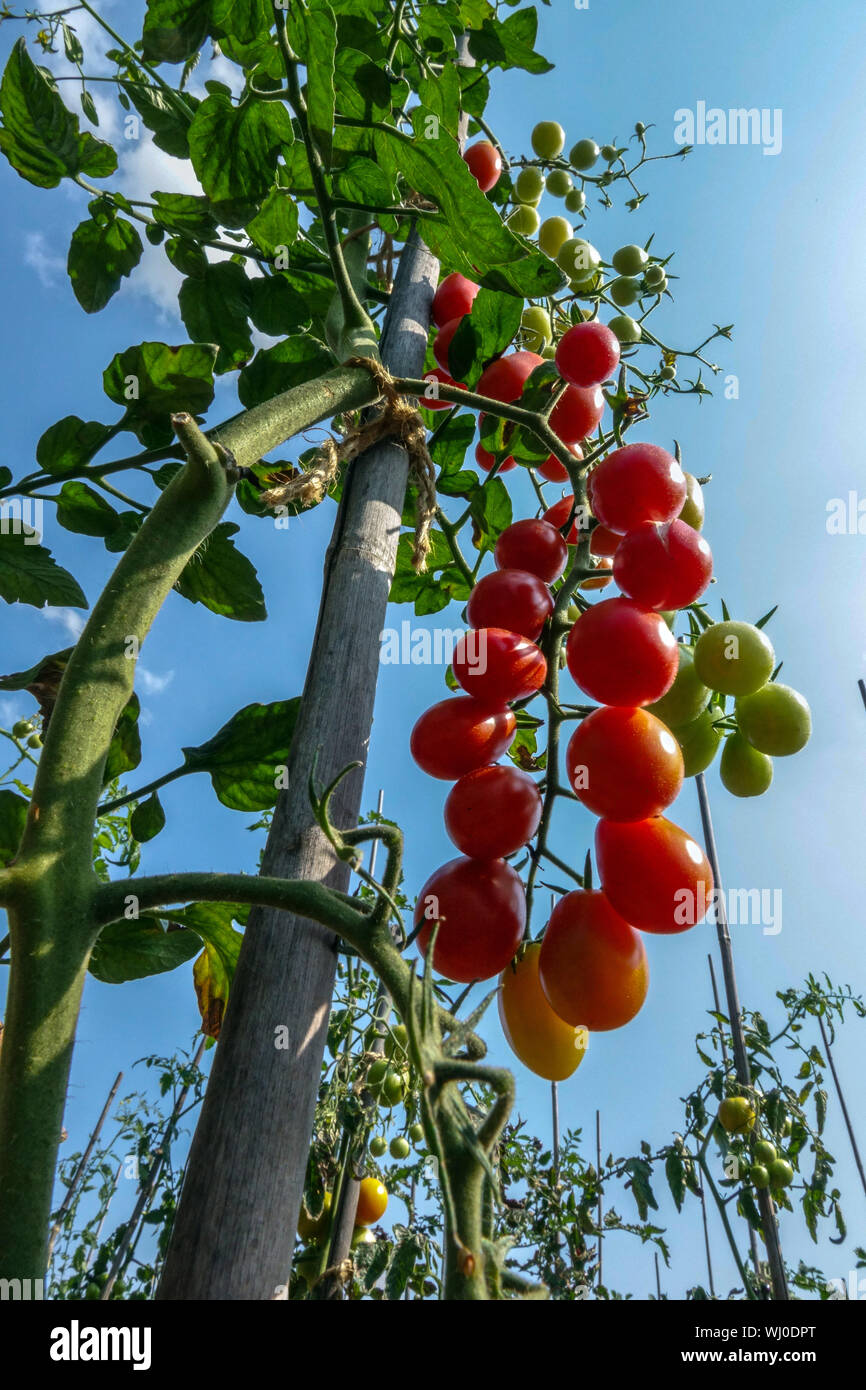 Solanum lycopersicum ripening tomato on vine, plant row, grow tomatoes against blue sky Stock Photo