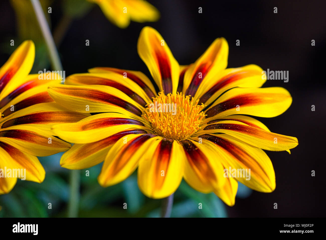 Close-up image of Yellow vibrant flower on a black background Stock Photo