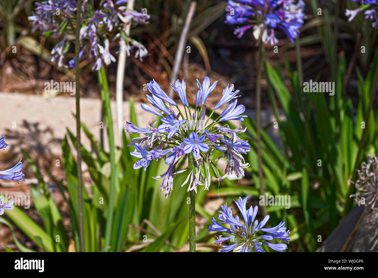 Blue African lily (Agapanthus) flowers in a garden. Stock Photo