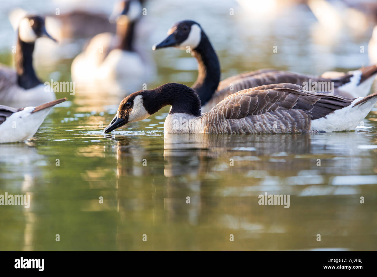 Closeup of Group of Canada geese Branta canadensis swimming on lake Stock Photo