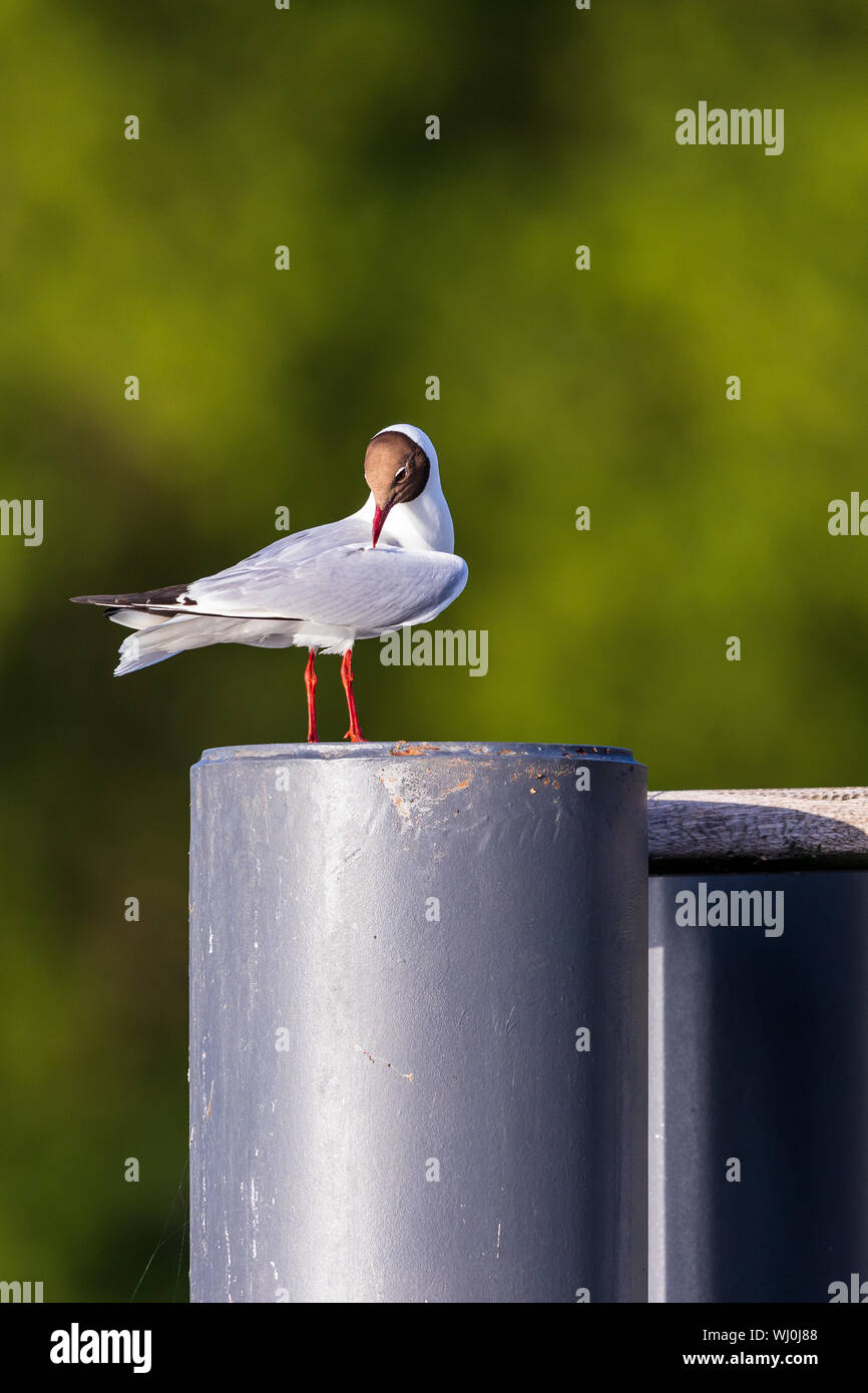 Black headed gull Chroicocephalus ridibundus sitting on a pole cleaning its feathers with green background Stock Photo