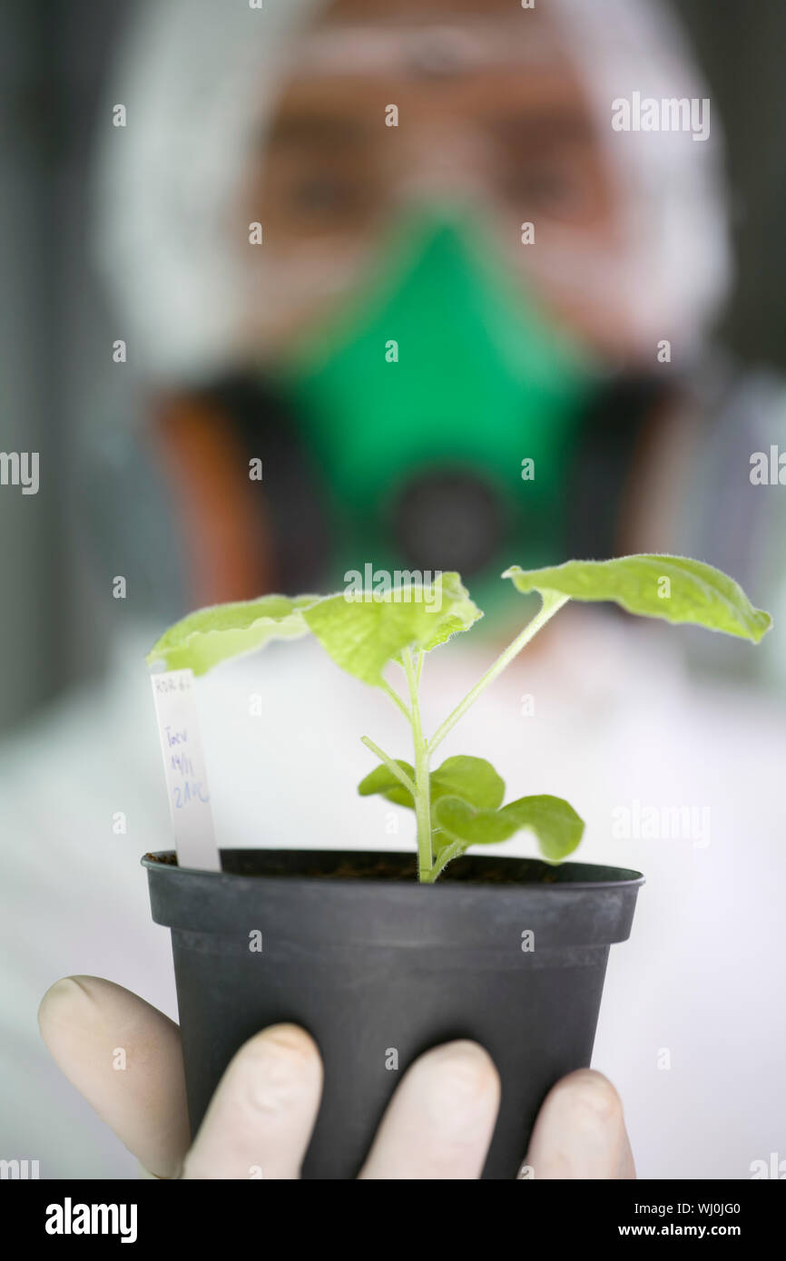 Male worker holding potted plant in greenhouse Stock Photo - Alamy