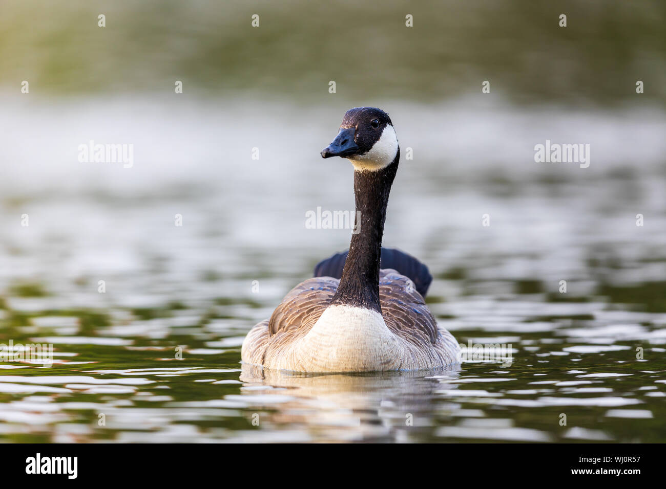 Canada goose Branta canadensis swimming in lake water, attentively observing the surroundings Stock Photo