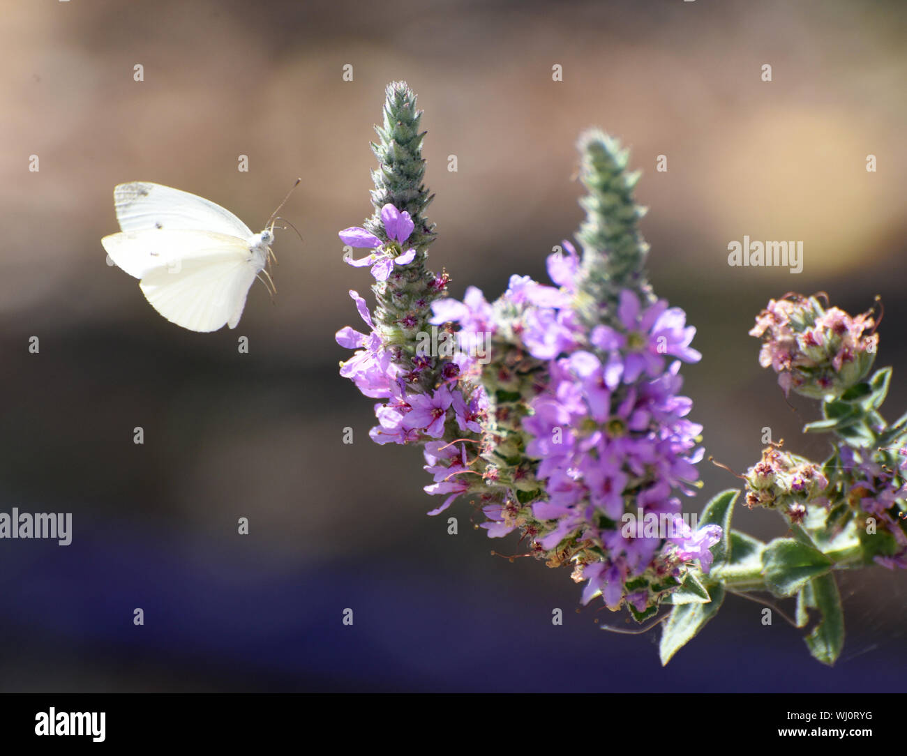 Selective focus of a Large White or Cabbage White (Pieris brassicae) Butterfly on a purple lavender flower Photographed in Israel, in August Stock Photo