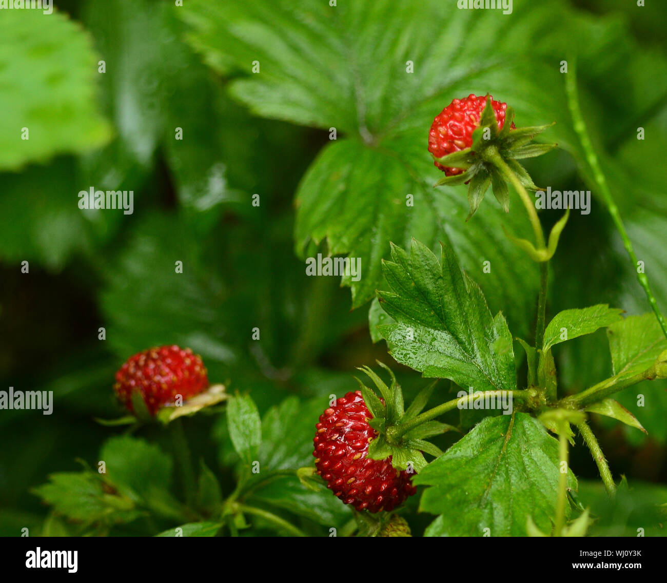 The forest strawberry hi-res stock photography and images - Alamy