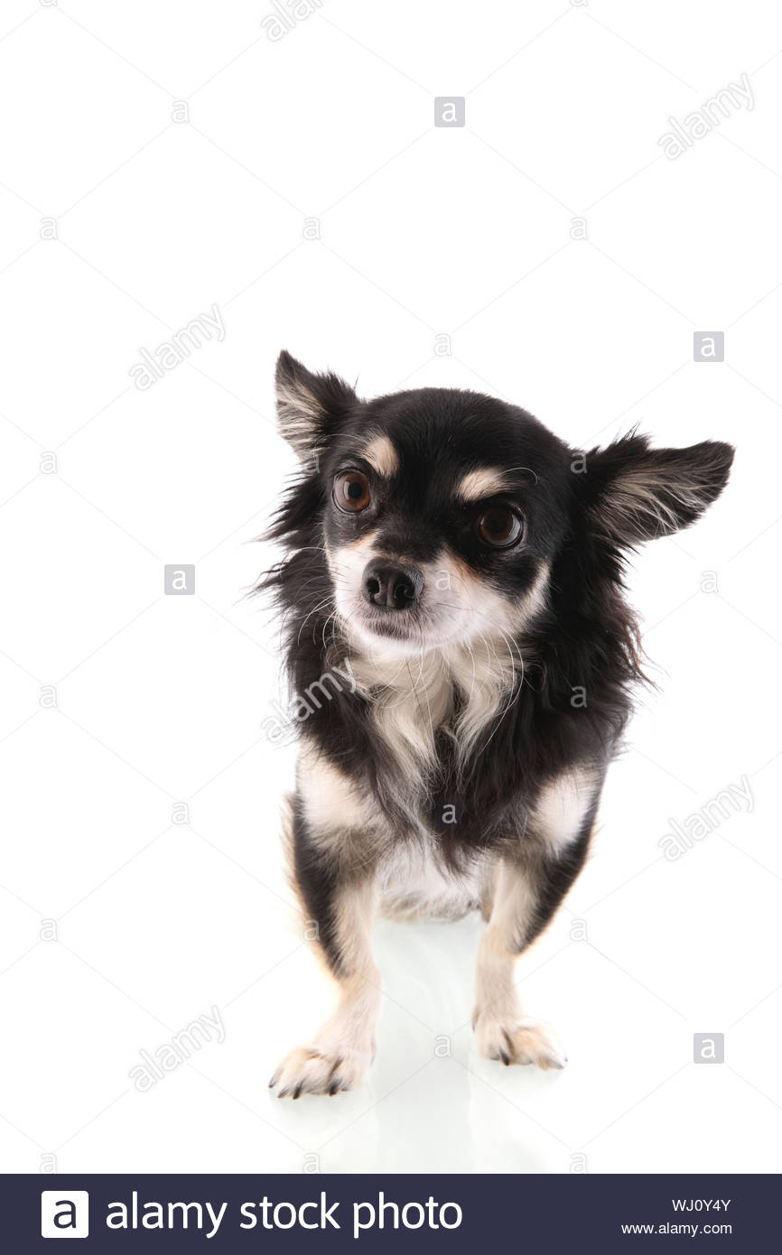 Chihuahua Scary High Resolution Stock Photography And Images Alamy Chihuahua Scary High Resolution Stock Photography And Images Alamy