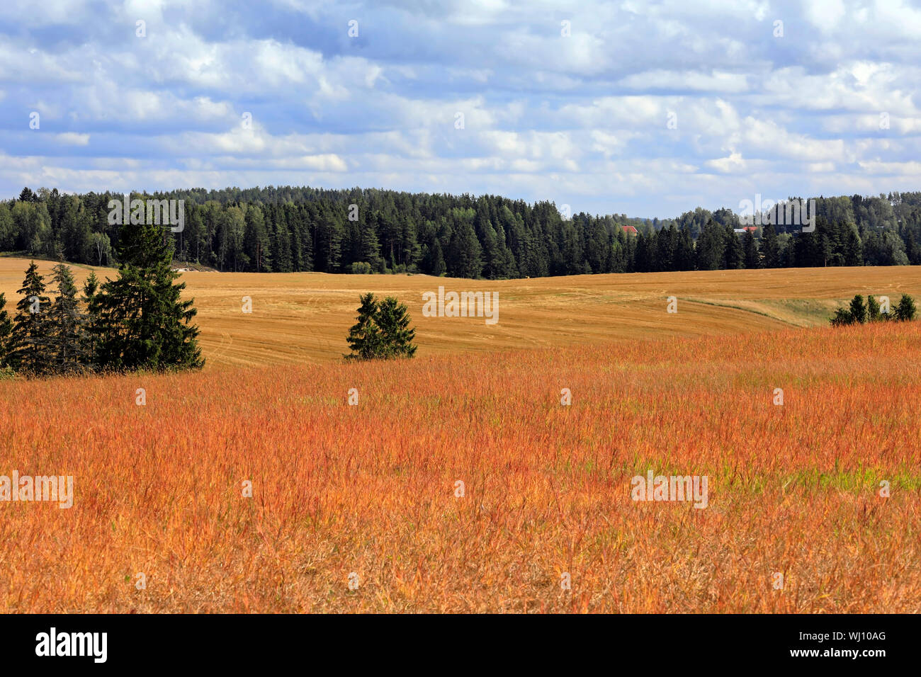 Rural landscape in Halikko, Finland with an orange meadow of Sorrel plant, Rumex acetosa, on a sunny day of August. Stock Photo