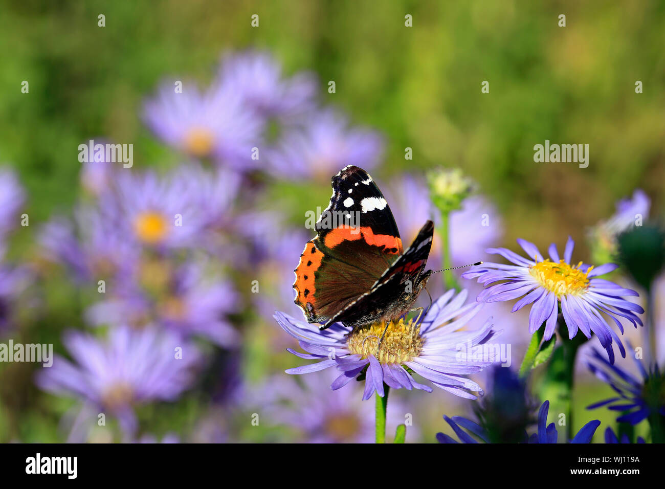 Red Admiral butterfly, Vanessa atalanta, feeding on New York Asters, Symphyotrichum novi-belgii on a day of autumn in Finland. Selective focus. Stock Photo