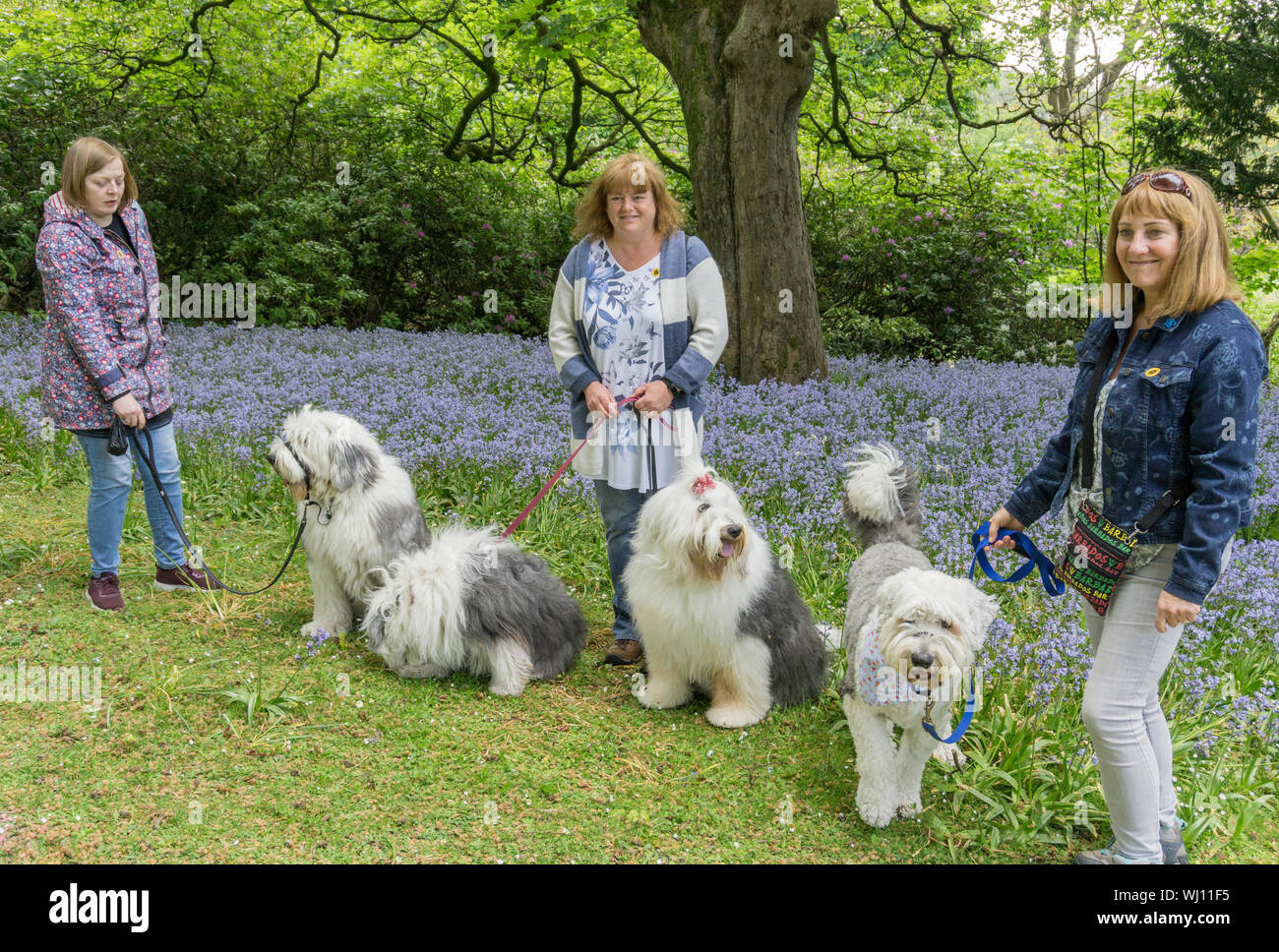 Three woman with four English sheepdogs stop during a walk in Thornbridge Hall Gardens, Derbyshire, UK Stock Photo